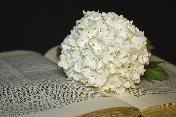 Fleurs Cimetière 