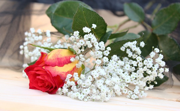 Fleurs Cimetière 